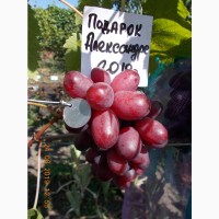 Саженец винограда Подарок Александре