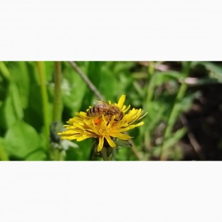 Продам семена одуванчика (Taraxacum officinale)