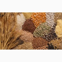 Куплю зерно, зерноотходы, некондицию