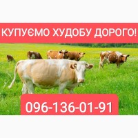 Куплю худобу (бики, корови, телиці і молочні телята) в Житомирській області