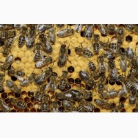 Продам бджолині сім#039;ї