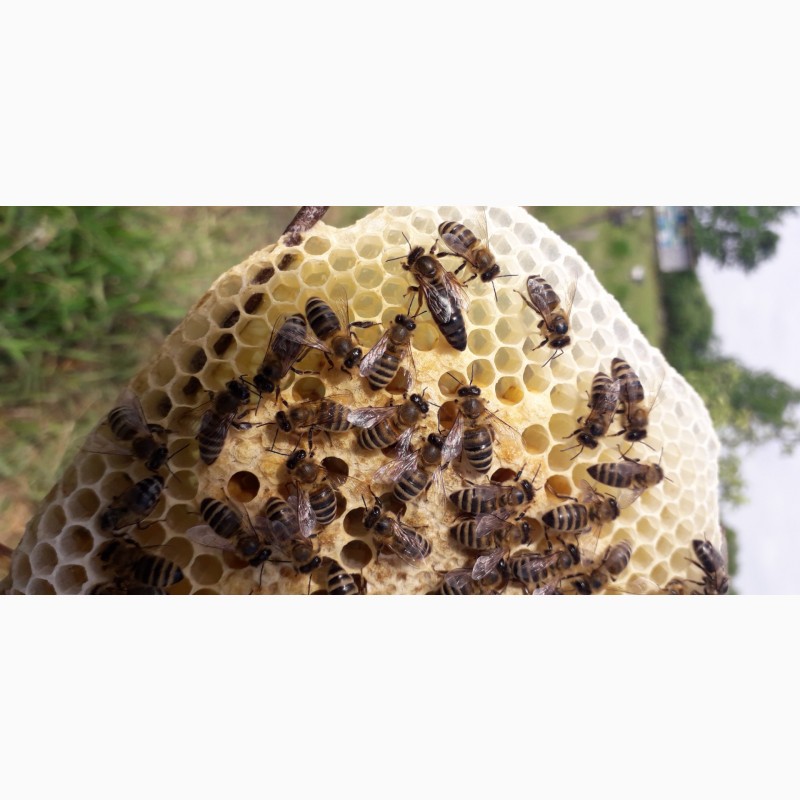 Фото 4. Продам плодотворные чистопородные пчелиные матки 2024 /ПЧЕЛОМАТКА КАРПАТКА