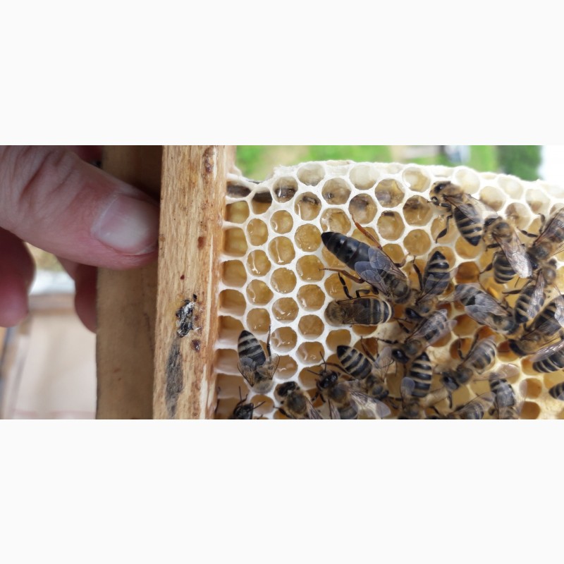 Фото 5. Продам плодотворные чистопородные пчелиные матки 2024 /ПЧЕЛОМАТКА КАРПАТКА