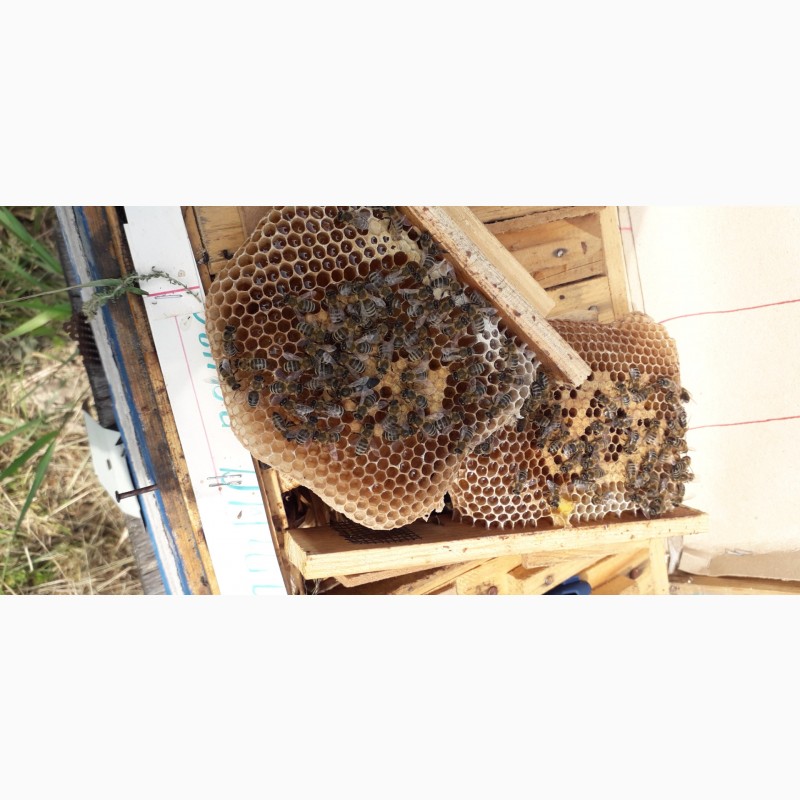 Фото 6. Продам плодотворные чистопородные пчелиные матки 2024 /ПЧЕЛОМАТКА КАРПАТКА