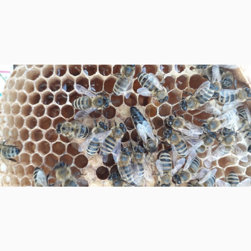 Фото 7. Продам плодотворные чистопородные пчелиные матки 2024 /ПЧЕЛОМАТКА КАРПАТКА