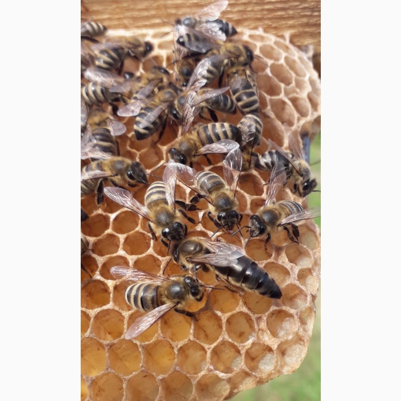 Фото 8. Продам плодотворные чистопородные пчелиные матки 2024 /ПЧЕЛОМАТКА КАРПАТКА
