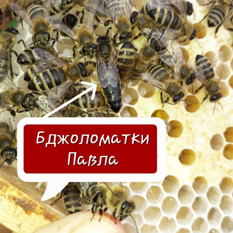 Продам плодотворные чистопородные пчелиные матки 2024 /ПЧЕЛОМАТКА КАРПАТКА