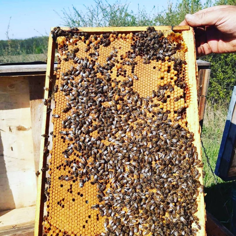 Фото 2. Продам плодотворные чистопородные пчелиные матки 2024 /ПЧЕЛОМАТКА КАРПАТКА