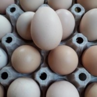 Продам икубационое яйцо: Джерсийский гигант, Орпингтон, =20гр. Днепр