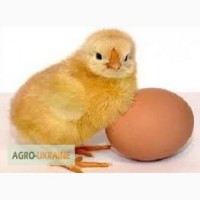 Продам икубационое яйцо: Джерсийский гигант, Орпингтон, =20гр. Днепр