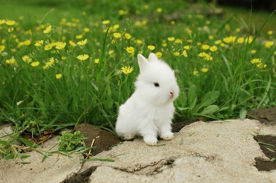 Комбикорма для кроликов