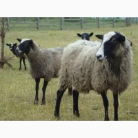 Романівські вівці барани ягнята