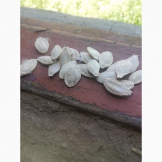 Семена тыквеных насіння гарбуза