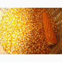 Нужна кукуруза с поля сухая/влажная Полтавская область