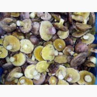 Оптовий продаж грибів маслюків