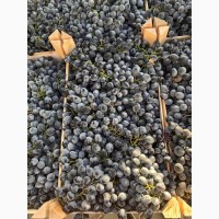 Виноград Молдова мелким и крупным оптом