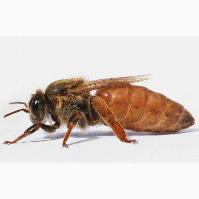 Бджоломатки Бакфаст 2024