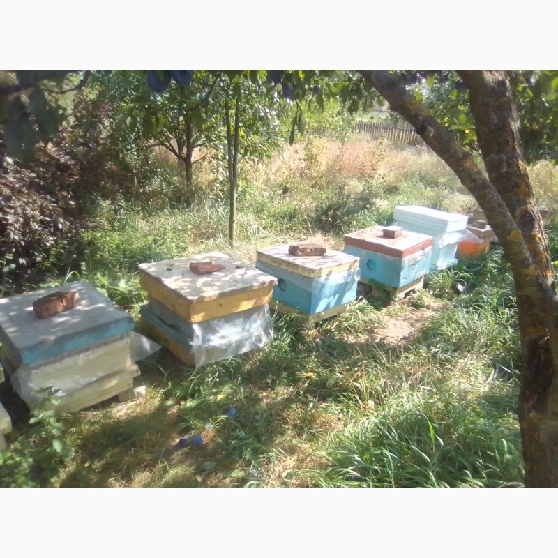 Фото 4. Бджоломатки Бакфаст 2024