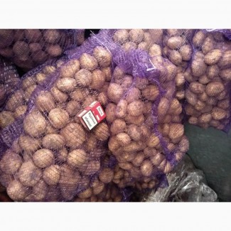 Продаж оптової картоплі товарної, Львівська область