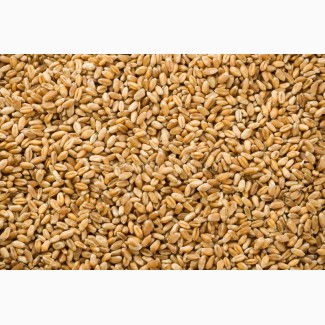 Продам пшеницю 4 кл. 500 т
