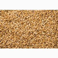 Продам пшеницю 4 кл. 500 т