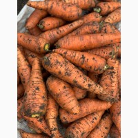 Продам Морковчу, крупная на переработку