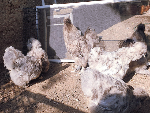 Фото 3. Інкубаційне яйце (курчата). Китайська шовкова: шоколад, палева, спліш