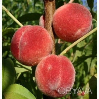 Саджанці плодових дерев Персика