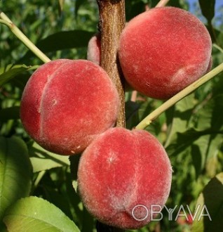 Саджанці плодових дерев Персика