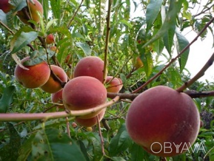Фото 2. Саджанці плодових дерев Персика