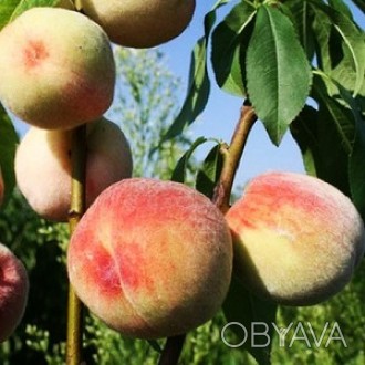 Фото 4. Саджанці плодових дерев Персика