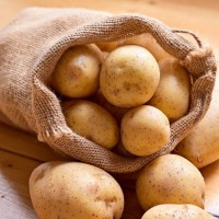 Куплю молоду картоплю оптом від 20 тон по всій Україні
