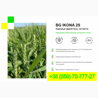 BG IKONA 2S - Пшениця (дворучка), остиста | Насіння пшениці
