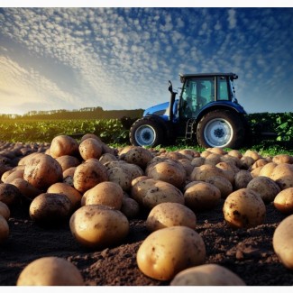 Компанія ТОВ Агрофреш груп закуповує картоплю великими обсягами