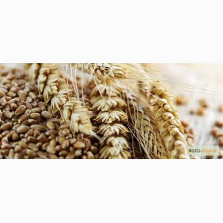 Пшеничне тритикале озиме