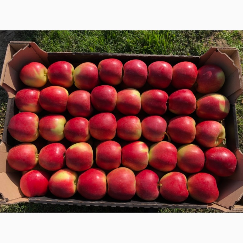 Фото 2. Продам яблука з власного саду: Голден, Ред Чіф, Ред Дж Принс, Чемпіон