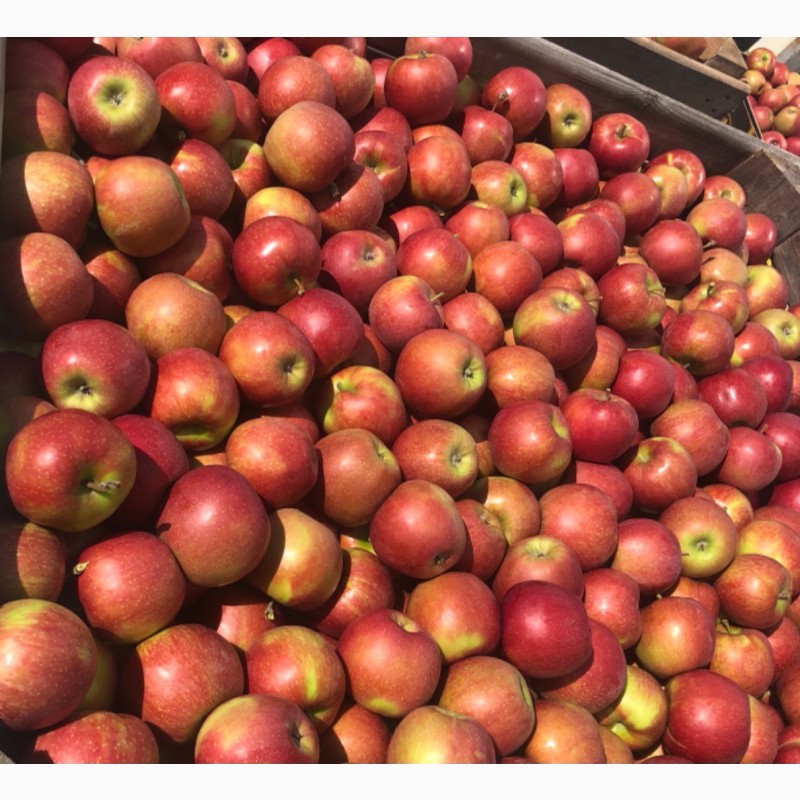 Фото 3. Продам яблука з власного саду: Голден, Ред Чіф, Ред Дж Принс, Чемпіон
