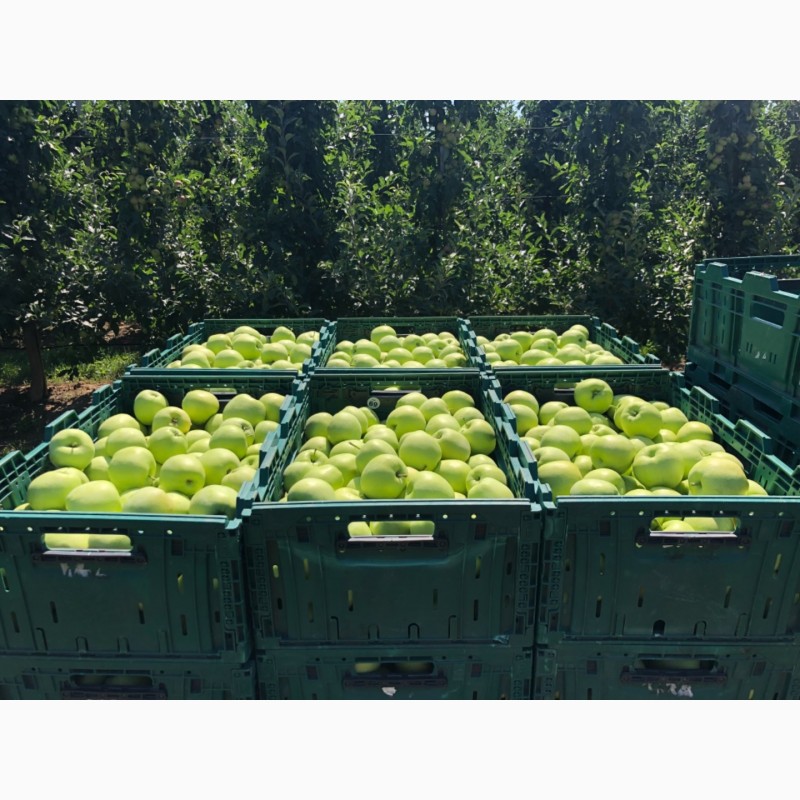 Фото 4. Продам яблука з власного саду: Голден, Ред Чіф, Ред Дж Принс, Чемпіон