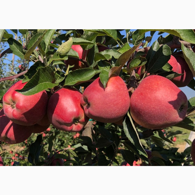 Фото 5. Продам яблука з власного саду: Голден, Ред Чіф, Ред Дж Принс, Чемпіон
