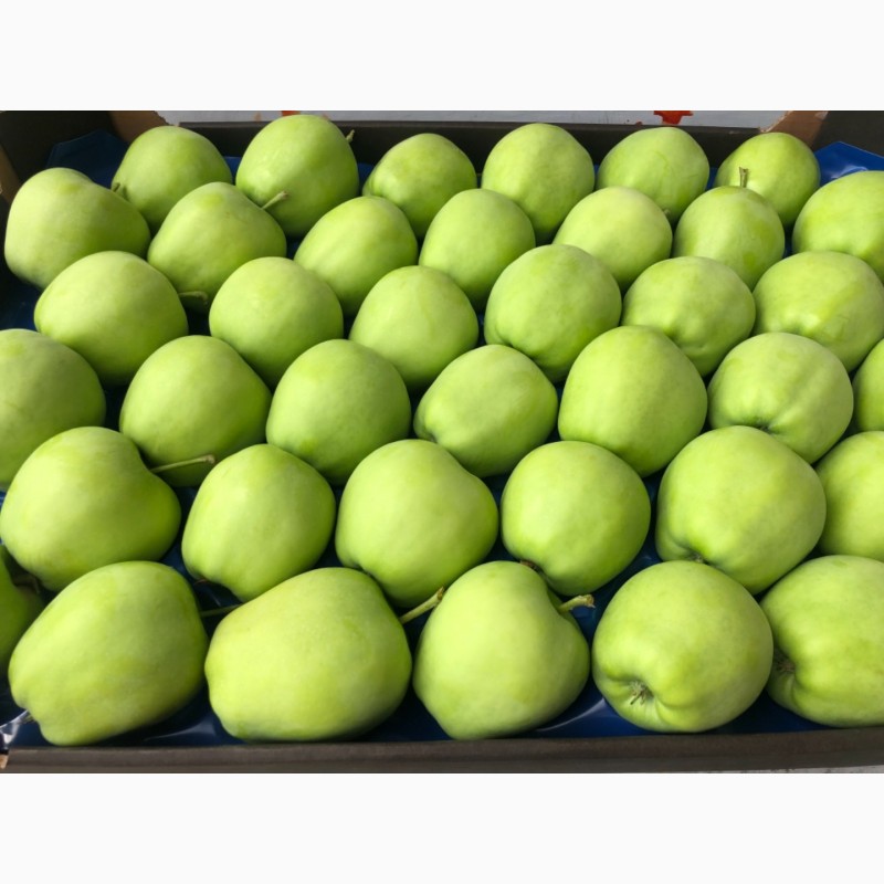 Фото 6. Продам яблука з власного саду: Голден, Ред Чіф, Ред Дж Принс, Чемпіон