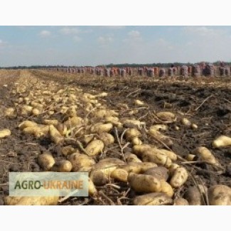 Продам високо врожайну картоплю Тайфун Тоскана Лабела Гранада кількість обмежена