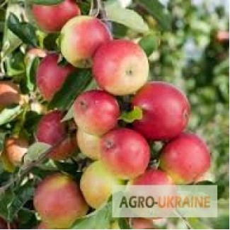 Продам яблука, урожай 2018