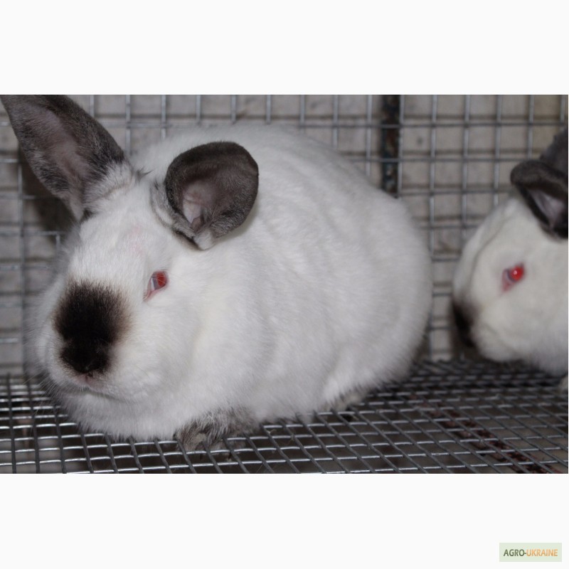 Фото 2. Продам кроликов порода Калифорния
