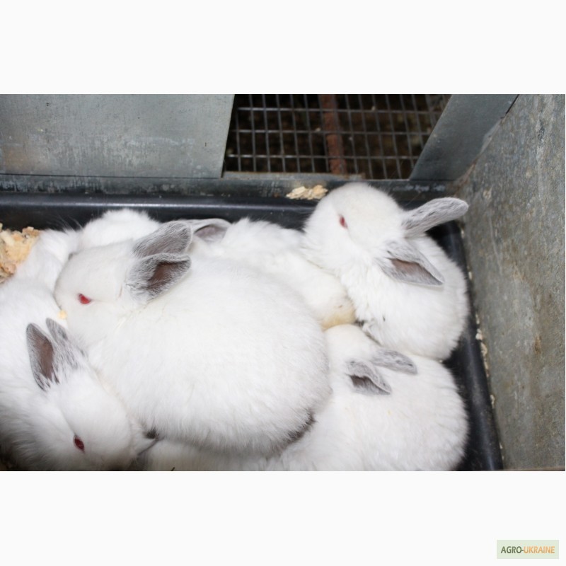 Фото 3. Продам кроликов порода Калифорния