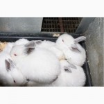 Продам кроликов порода Калифорния