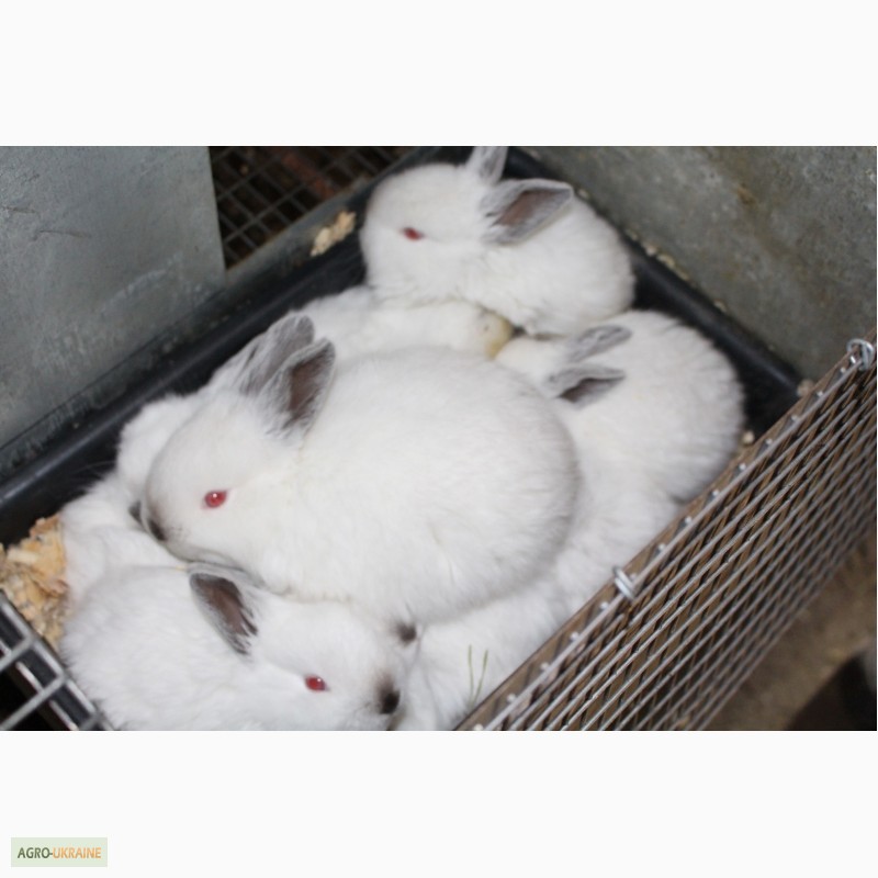 Фото 4. Продам кроликов порода Калифорния