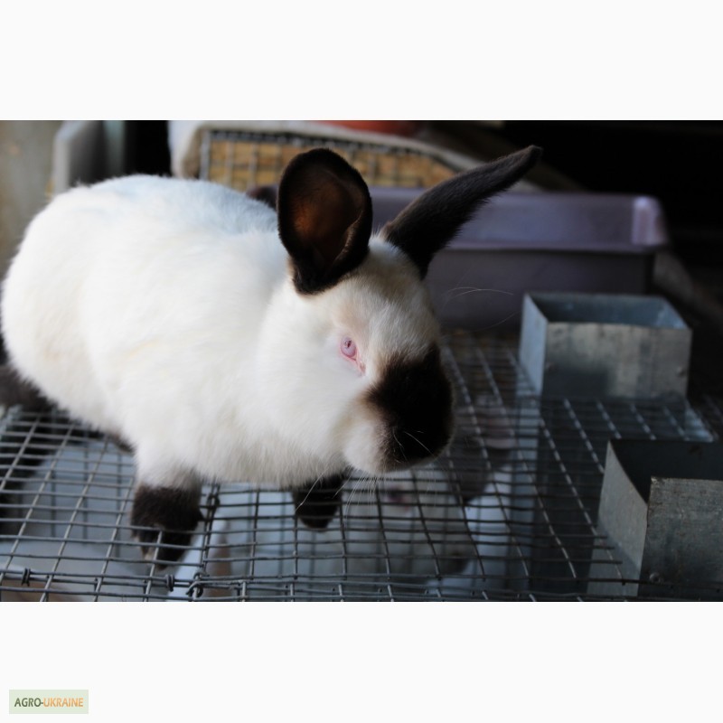 Фото 6. Продам кроликов порода Калифорния