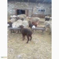 Продам овец на мясо и на развод, порода цыгай и гисар
