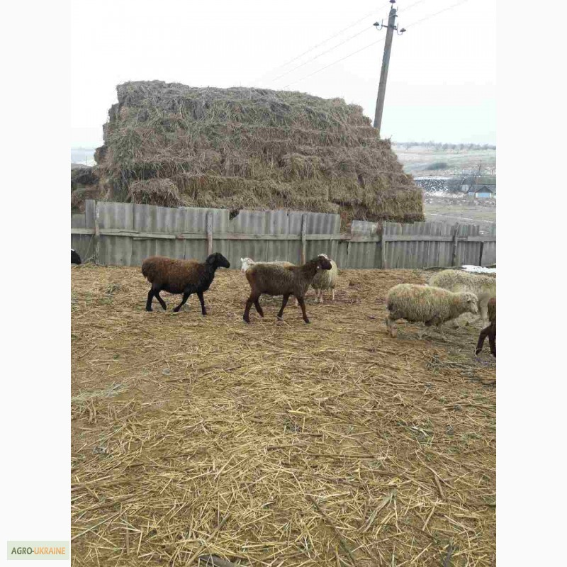 Фото 2. Продам овец на мясо и на развод, порода цыгай и гисар
