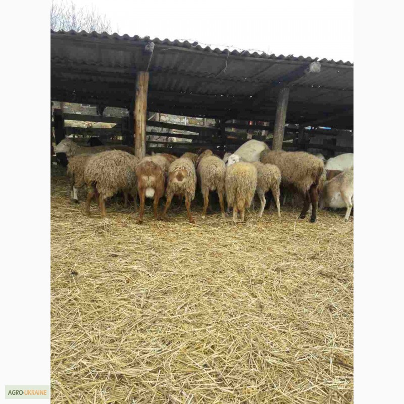 Фото 4. Продам овец на мясо и на развод, порода цыгай и гисар